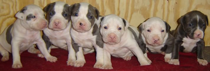 English Bull Terrier Puppies For Sale In Los Angeles