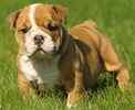 English Bulldog Puppies For Adoption In Ny