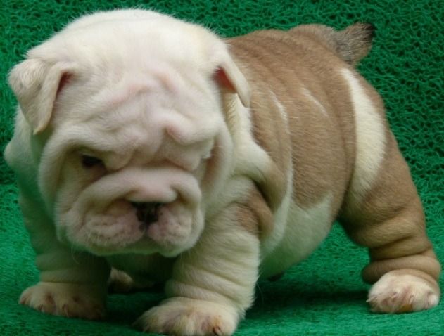 English Bulldog Puppies For Adoption Los Angeles