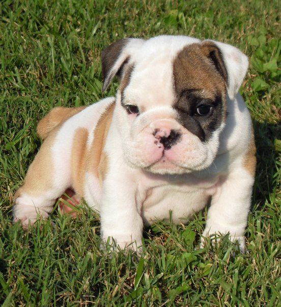 English Bulldog Puppies For Adoption Los Angeles