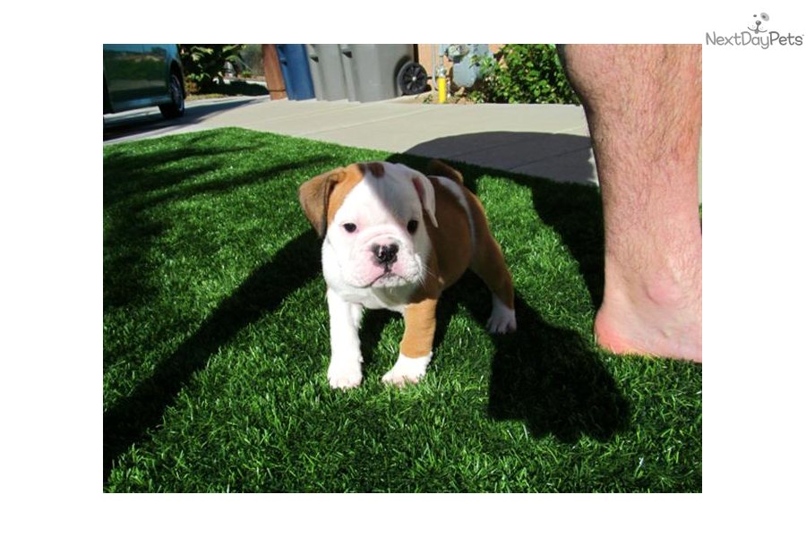 English Bulldog Puppies For Adoption San Diego