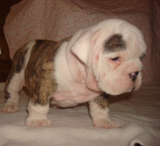 English Bulldog Puppies For Adoption San Diego