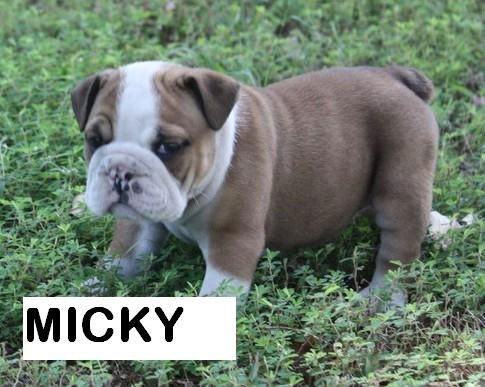 English Bulldog Puppies For Sale In South Africa