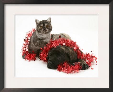 English Mastiff Brindle Puppies For Sale