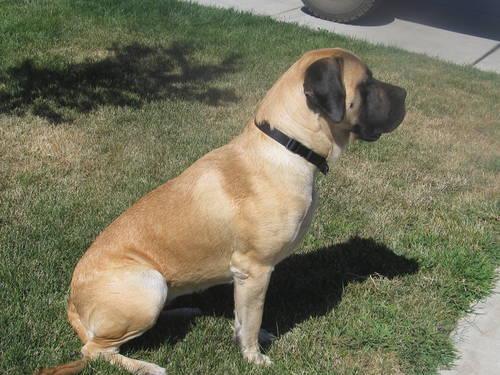 English Mastiff Puppies For Sale In Pa