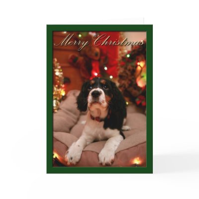 English Springer Spaniel Hunting Dogs For Sale