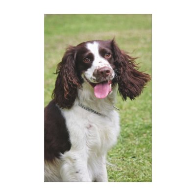 English Springer Spaniel Hunting Prints