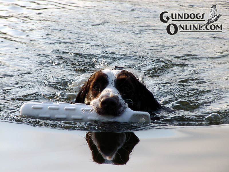 English Springer Spaniel Hunting Videos