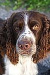 English Springer Spaniel Puppies For Sale Ny