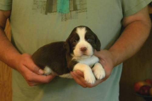 English Springer Spaniel Puppies For Sale Ny