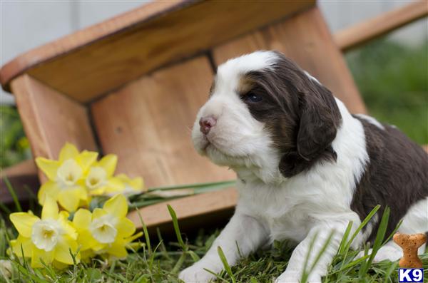 English Springer Spaniel Pups For Sale Uk