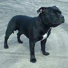 English Staffordshire Dogs