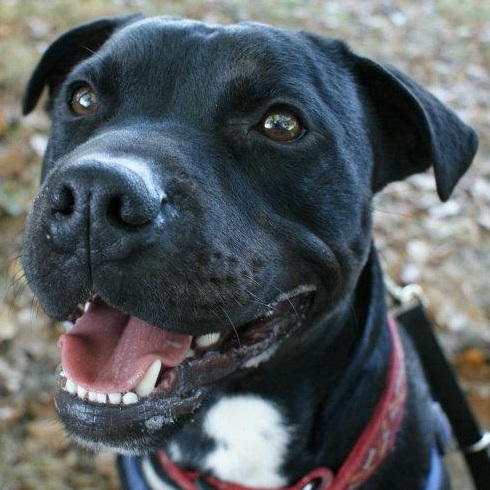 English Staffy Cross Labrador