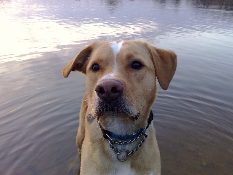 English Staffy Cross Labrador