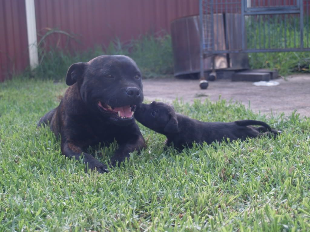 English Staffy Pups For Sale Nsw