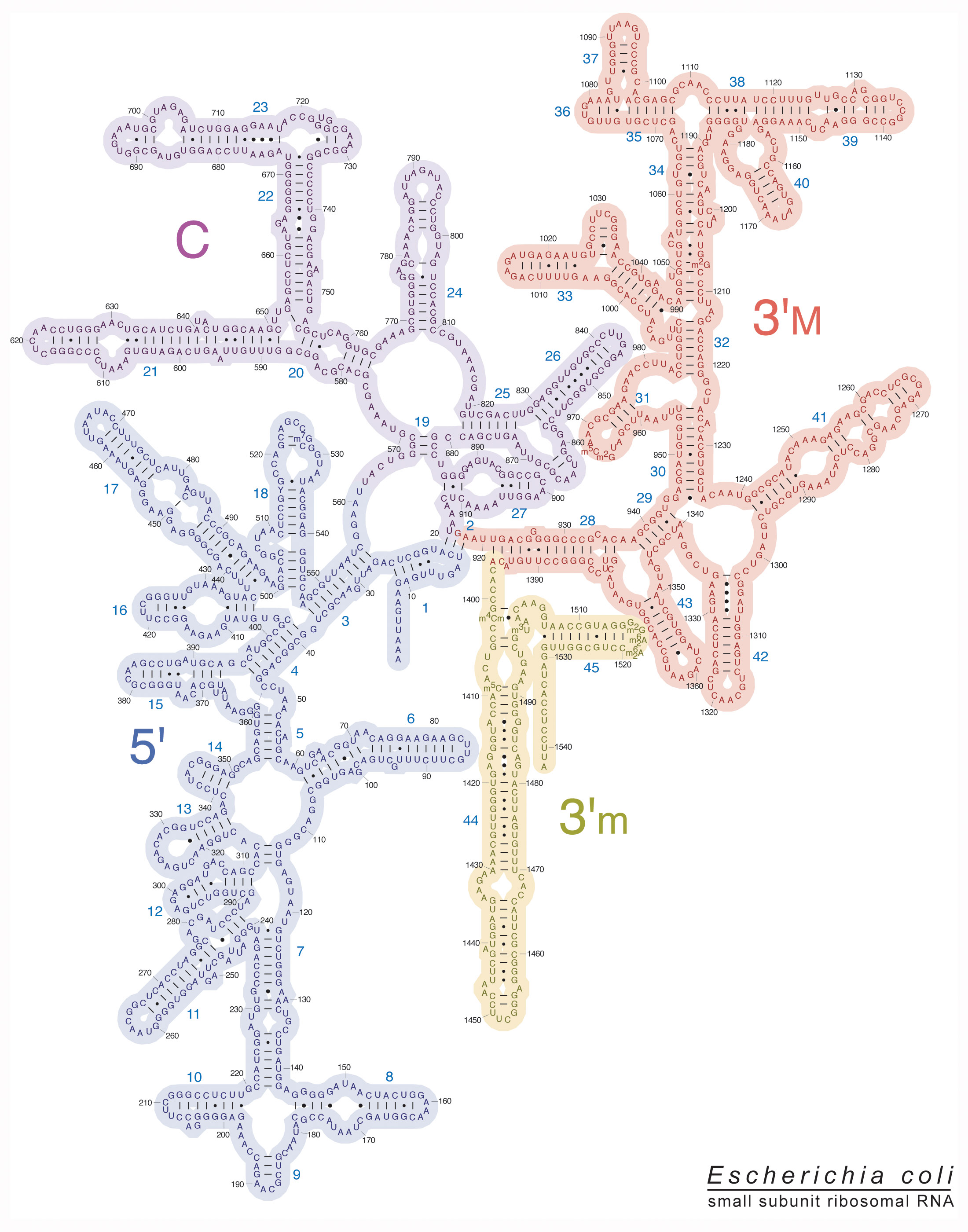 Escherichia Coli.pdf