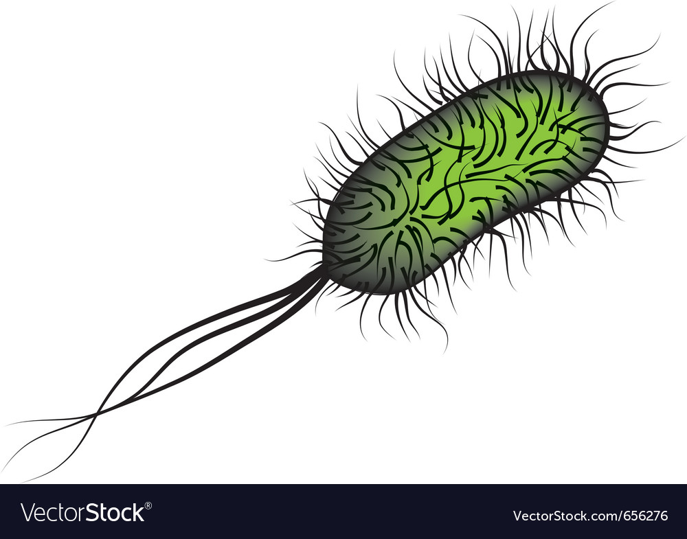 Escherichia Coli.pdf