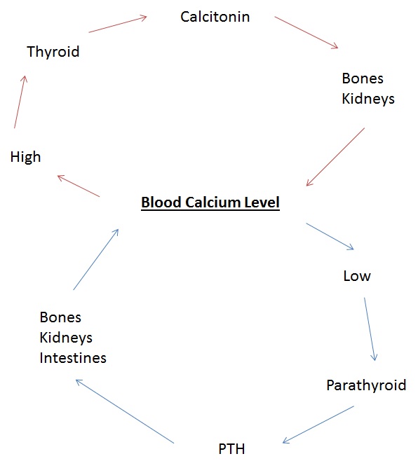 Feedback Loop Biology Definition