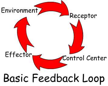 Feedback Loops In The Human Body