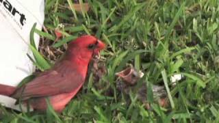 Feeding Baby Birds Fallen From Nest