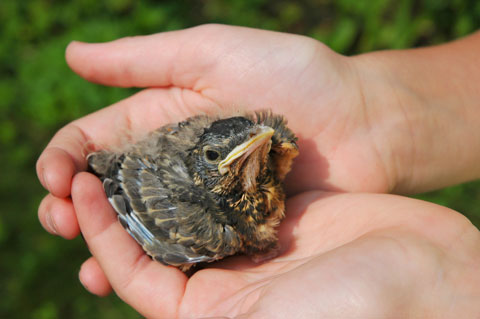 Feeding Baby Birds Fallen From Nest