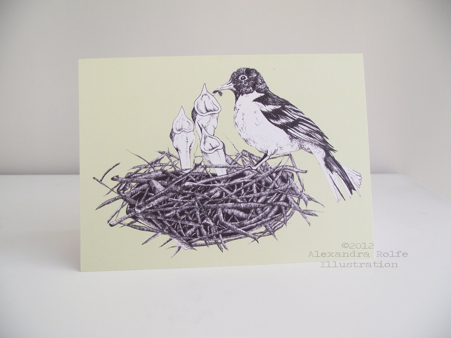 Feeding Baby Birds In Nest