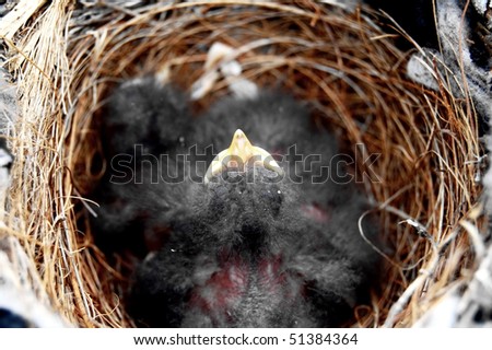 Feeding Baby Birds In Nest