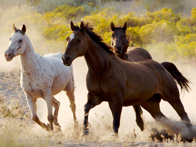 Feedstuffs For Horses