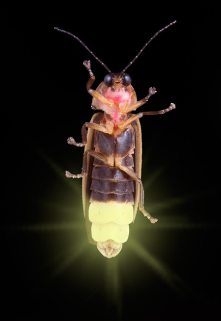 Firefly