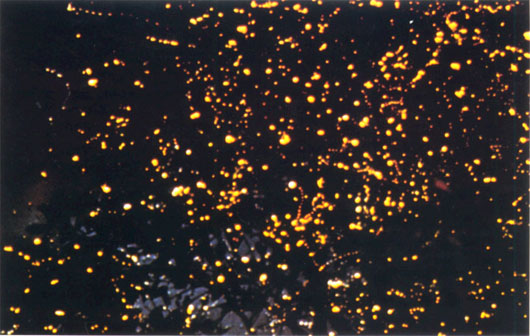Firefly Insect Range