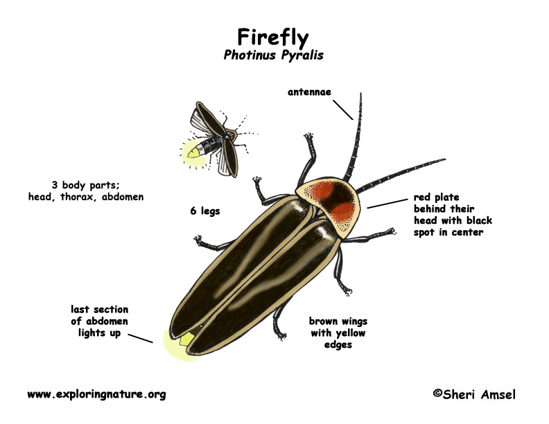 Firefly Insect Range