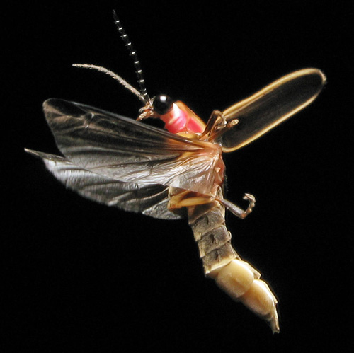 Firefly Insect Range