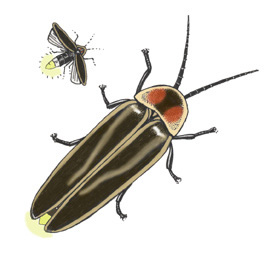 Firefly Insect Range