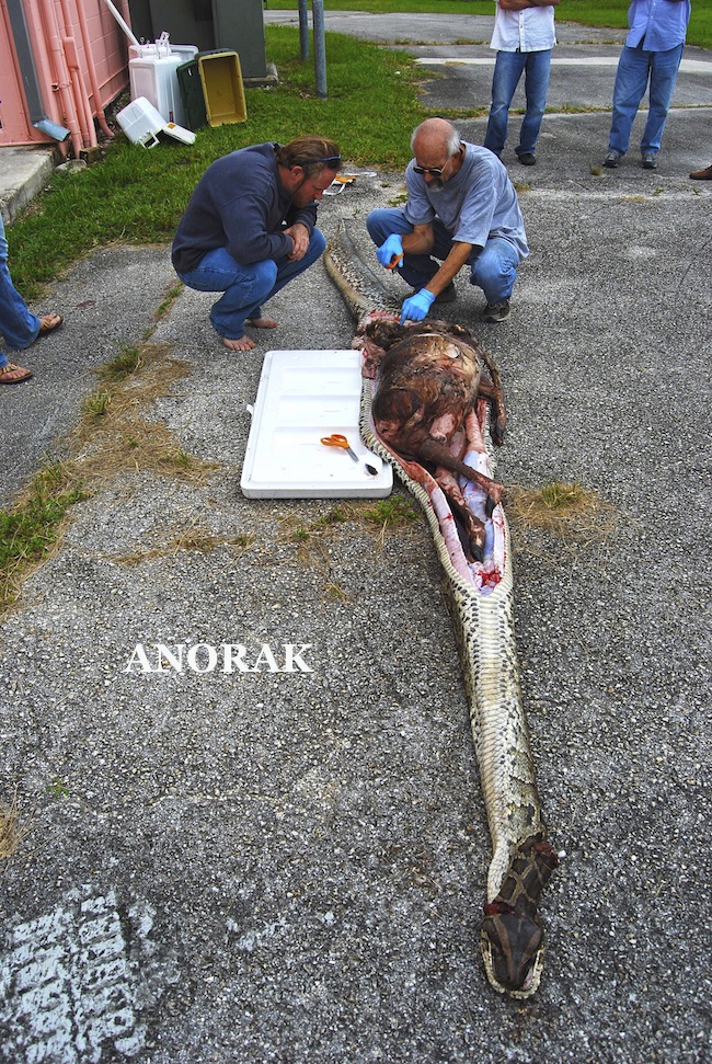 Florida Everglades Python Eats Alligator