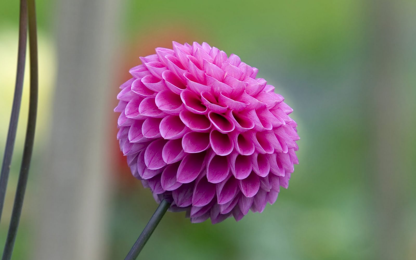 Flower Wallpaper Hd For Desktop Free Download