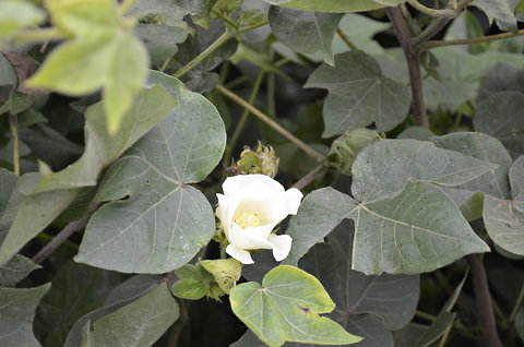 For Farmers In Bihar A Simple Solution For More Crops