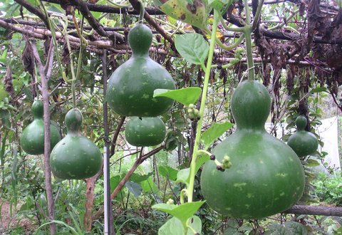 For Farmers In Bihar A Simple Solution For More Crops