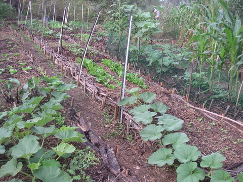 For Farmers In Bihar A Simple Solution For More Crops