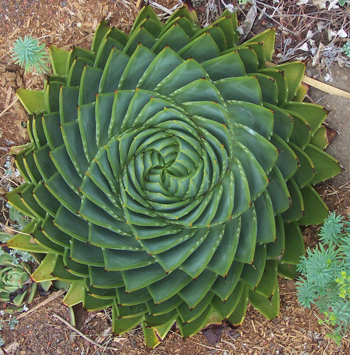 Fractal Patterns In Nature