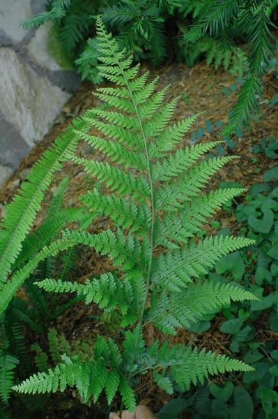 Fractal Patterns In Nature