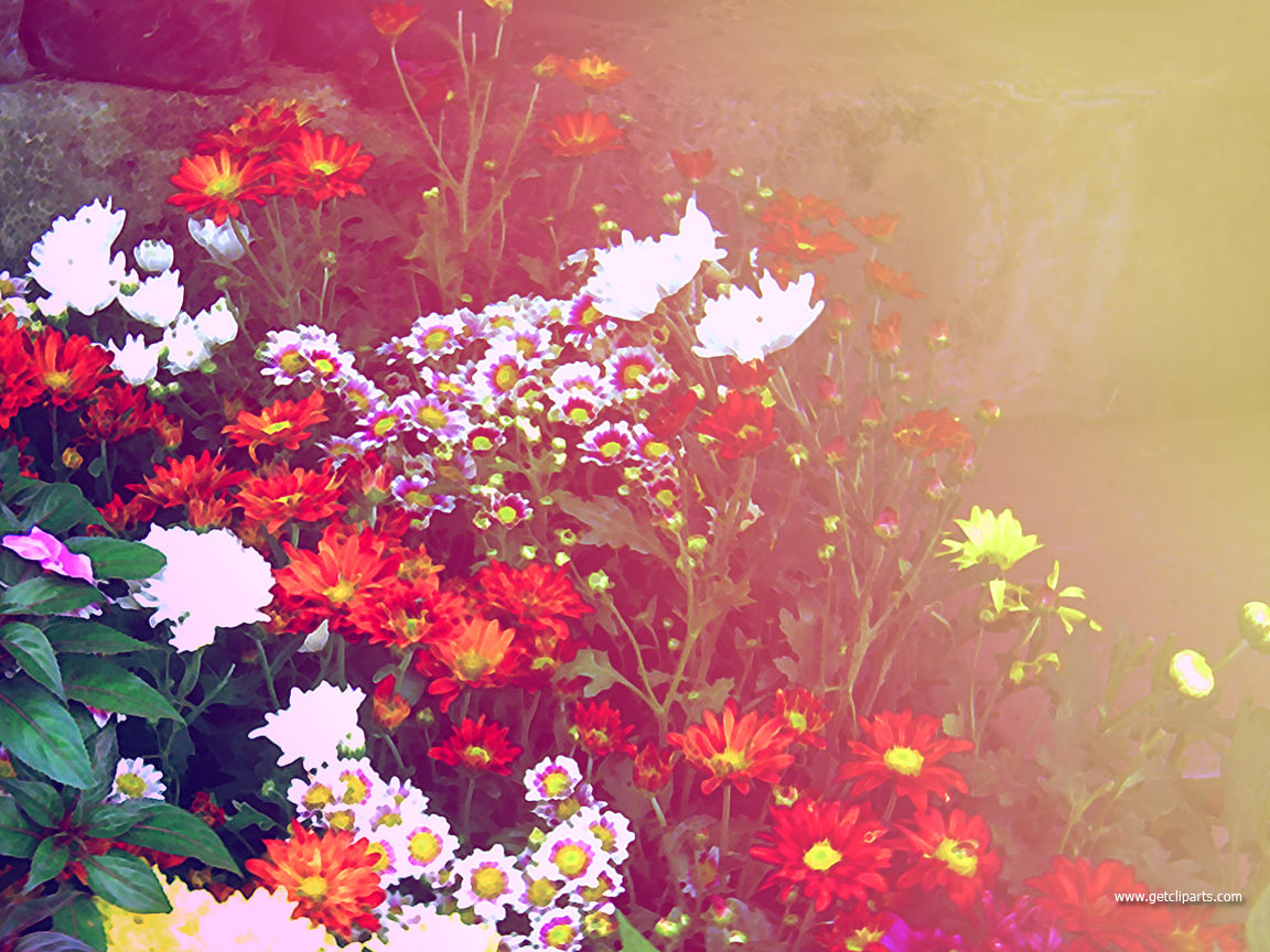 Free Wallpaper Backgrounds Flowers