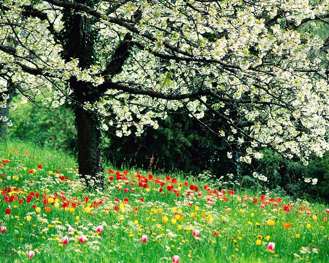 Free Wallpaper Download For Desktop Background