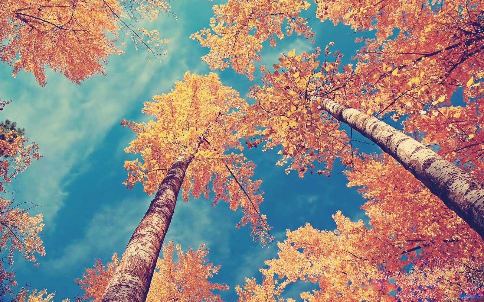 Free Wallpaper Download For Pc