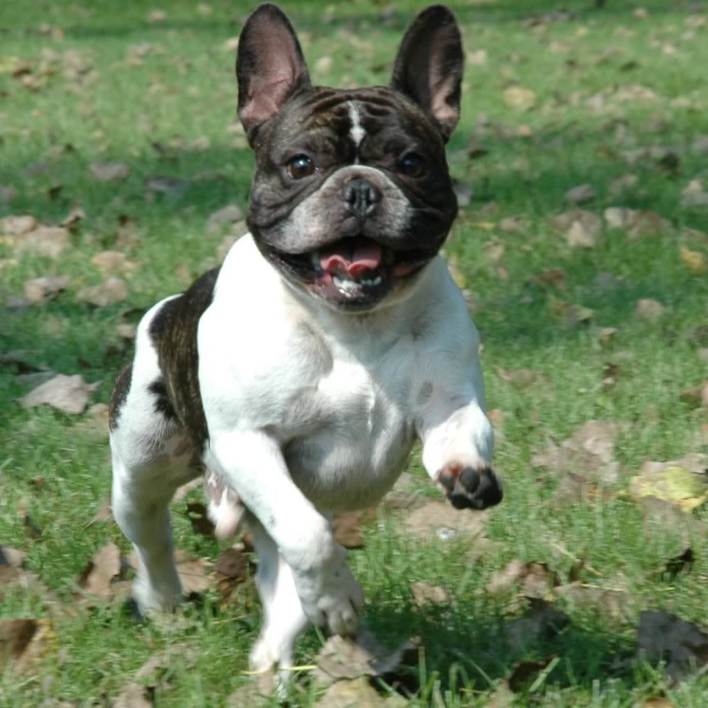 French Bulldog