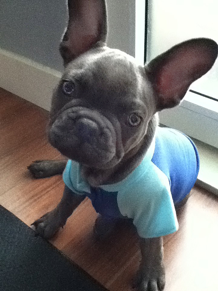 French Bulldog Blue Brindle