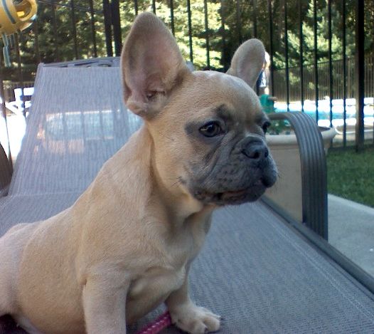 French Bulldog Blue Fawn