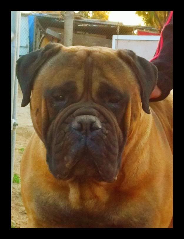 French Bulldog Blue Gene