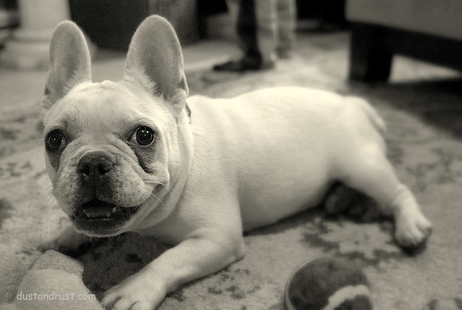 French Bulldog Pictures