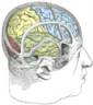 Frontal Lobe Function Test