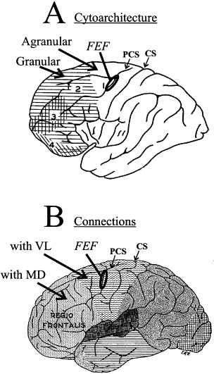 Frontal Lobe Syndrome 310.0